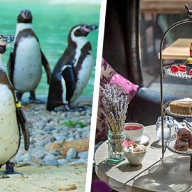 Afternoon Tea with Prosecco at Gordon Ramsay's York and Albany and London Zoo for Two
