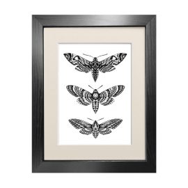 Emily Carter - 'Hawk Moths' - Fine Art Print A5
